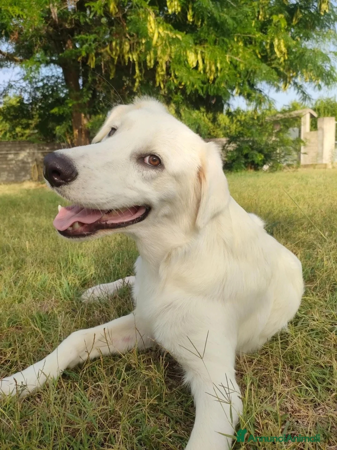 Meticcio cani in regalo: Bob, candido cucciolone - Annuncio 5