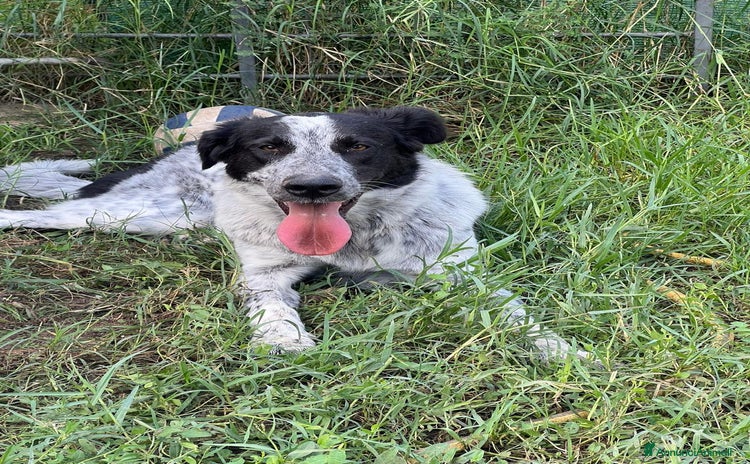 Meticcio cani Serena  - Annuncio 20