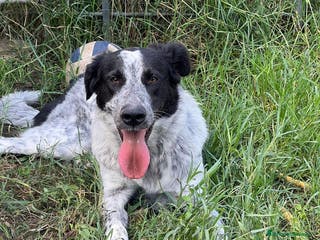 Meticcio cani Serena - Annuncio 37