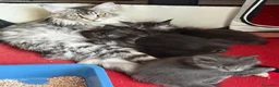 Maine Coon gatti in vendita: Maine coon - Annuncio 7