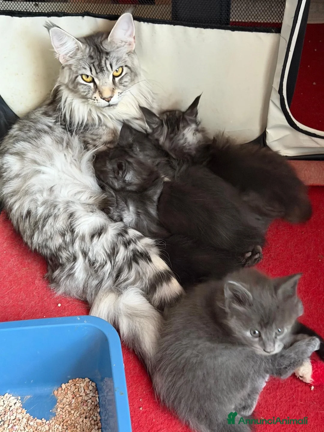 Maine Coon gatti in vendita: Maine coon - Annuncio 7