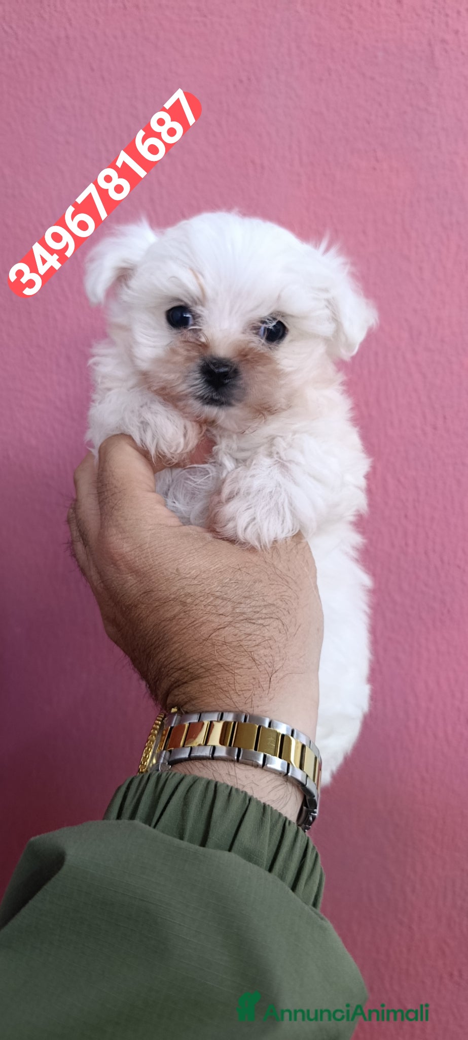 Maltese cani MALTESE meraviglioso batuffolino  - Annuncio 4