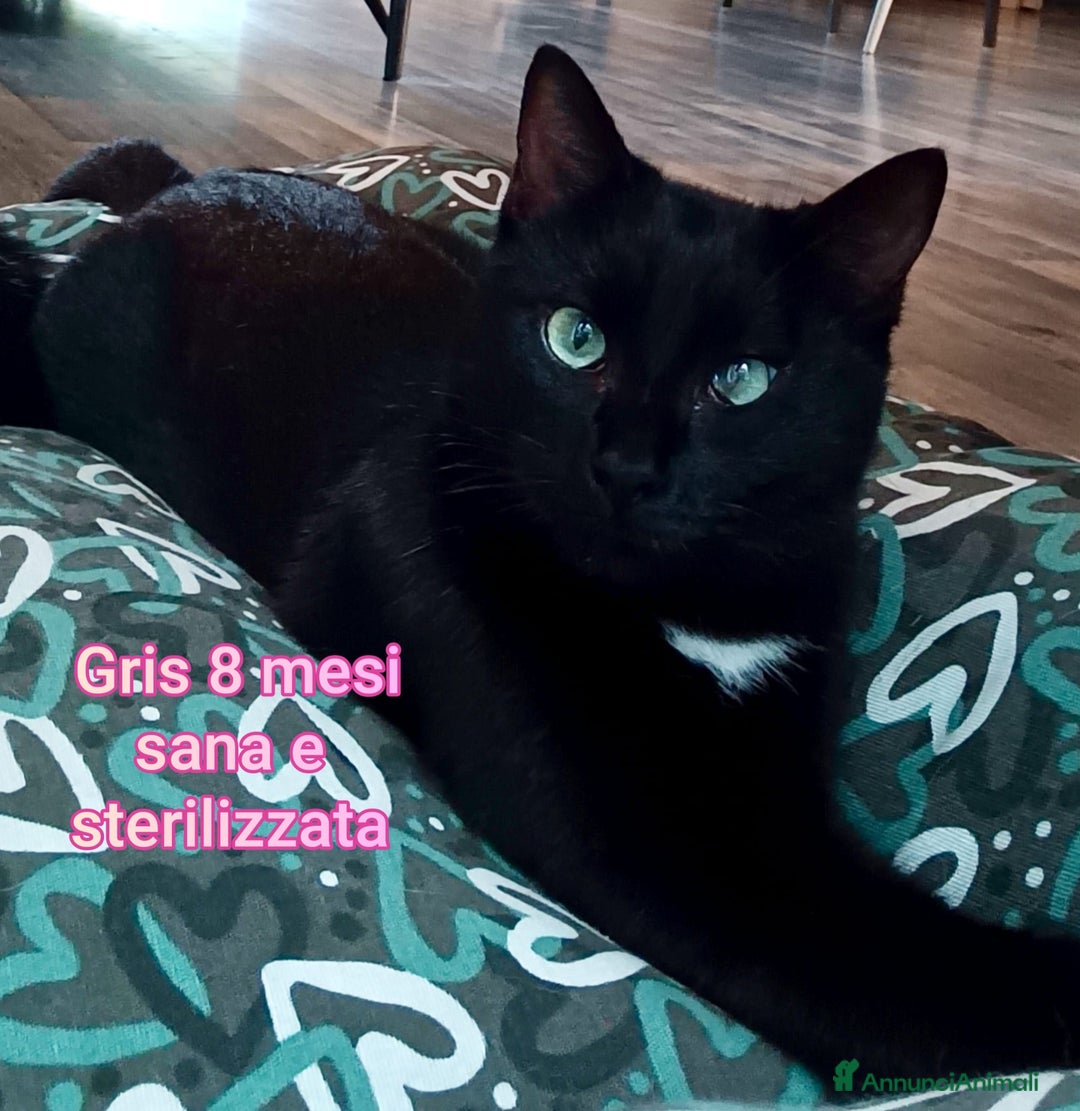 Altre razze gatti in regalo: STUPENDI MICINI: TEMPO SCADUTO  - Annuncio 9