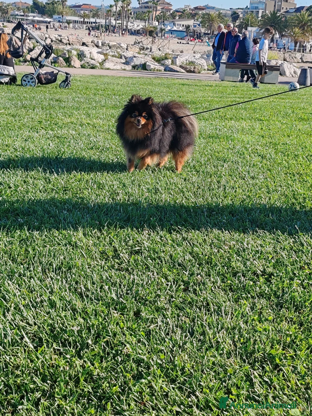 Volpino Pomerania cani per accoppiamento: Accoppiamento spitz - Annuncio 4