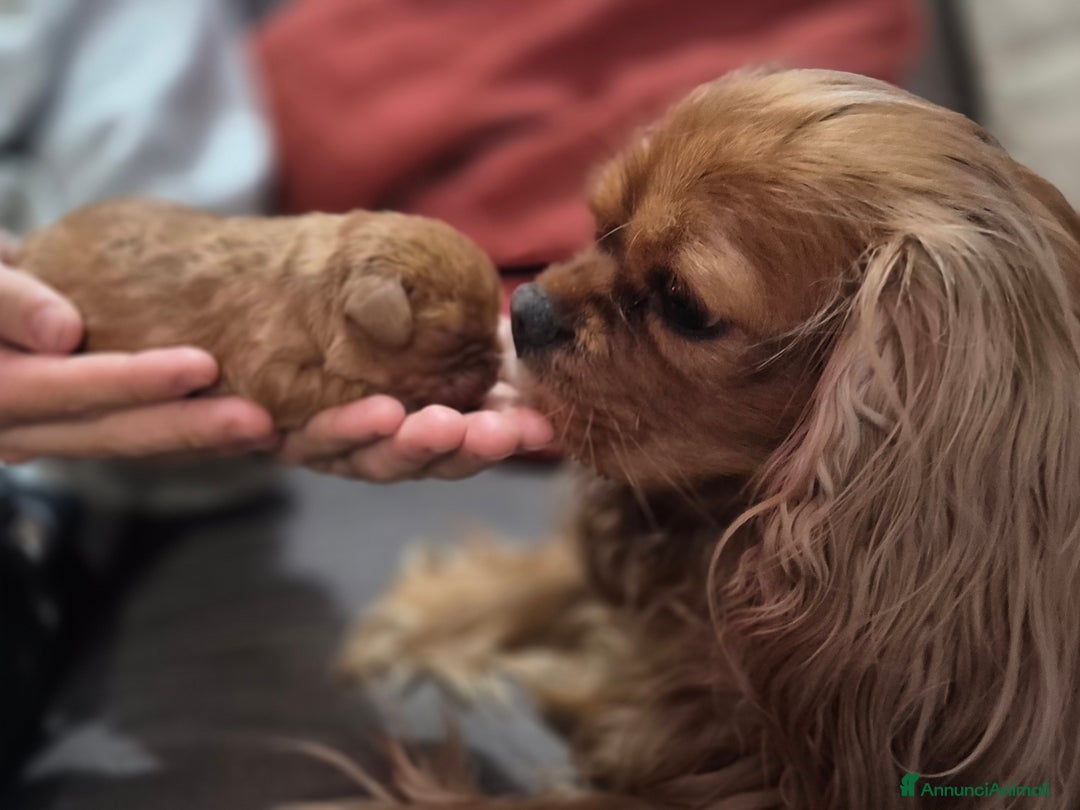 Cavalier King cani in vendita: Cuccioli Cavalier King Charles Spaniel  - Annuncio 9