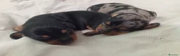 Bassotto cani in vendita: Cuccioli bassotto arlecchino e nero focato  - Annuncio 3