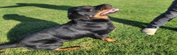 Rottweiler cani in regalo: Straordinaria Rottweiler di nome Beverly - Annuncio 3