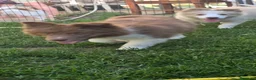Border Collie cani in vendita: Border collie  - Annuncio 7