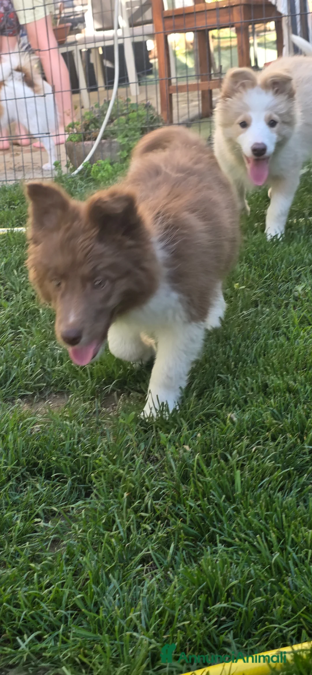Border Collie cani in vendita: Border collie  - Annuncio 7