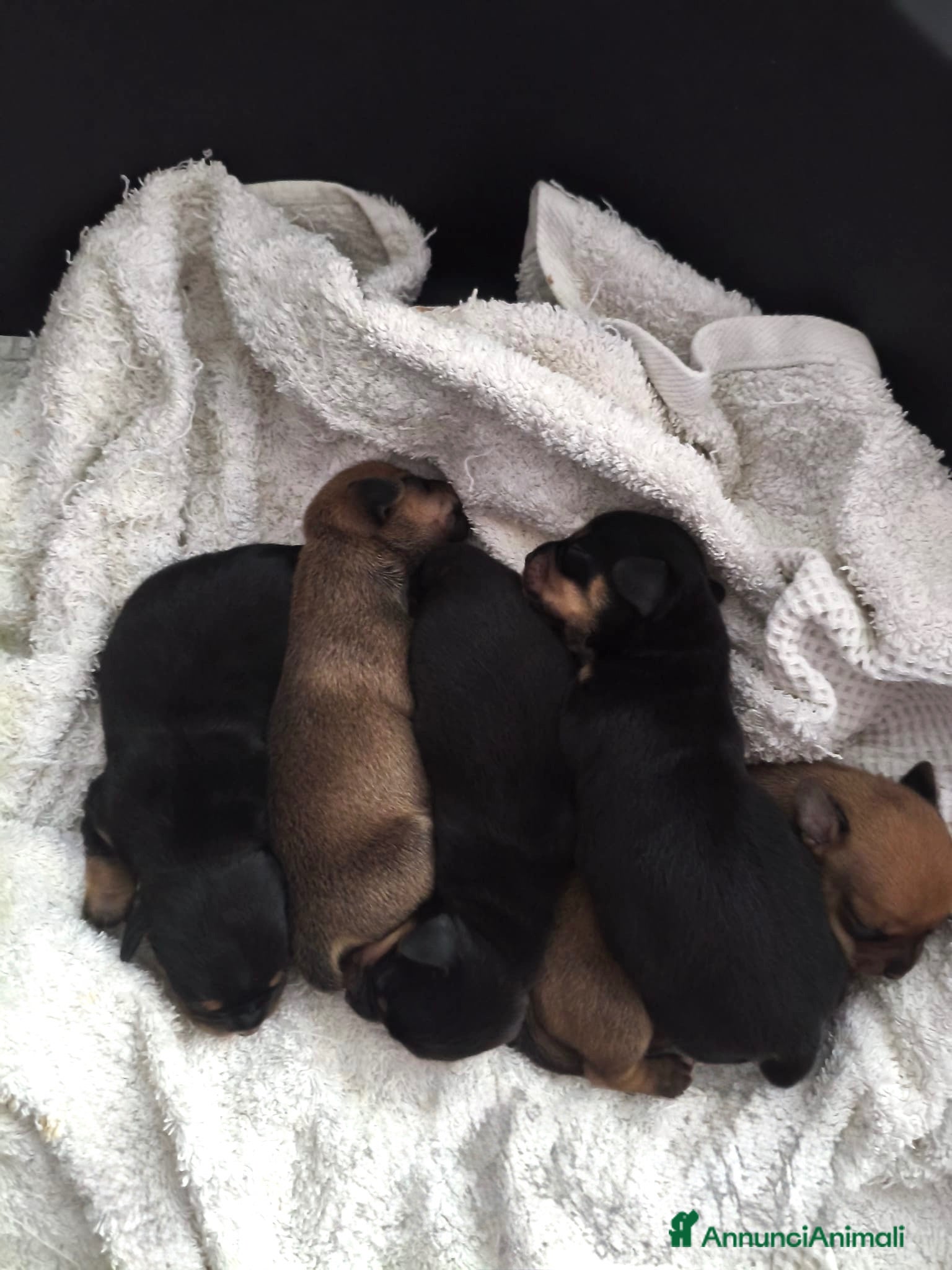 Meticcio cani Cuccioli Chiweenie  - Annuncio 1