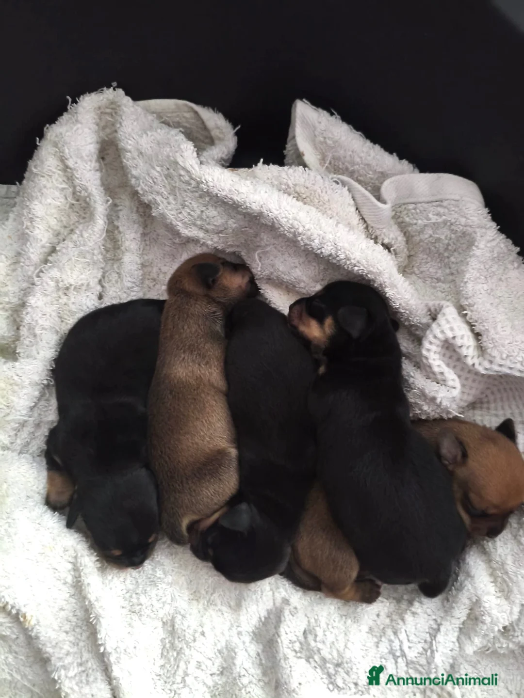 Meticcio cani in vendita: Cuccioli Chiweenie  a Provincia di Lucca - Annuncio 1