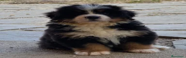 Bovaro del Bernese 2