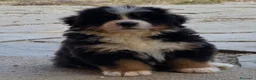 Bovaro del Bernese cani in vendita: Disponibili cuccioli femmine con pedigree - Annuncio 5