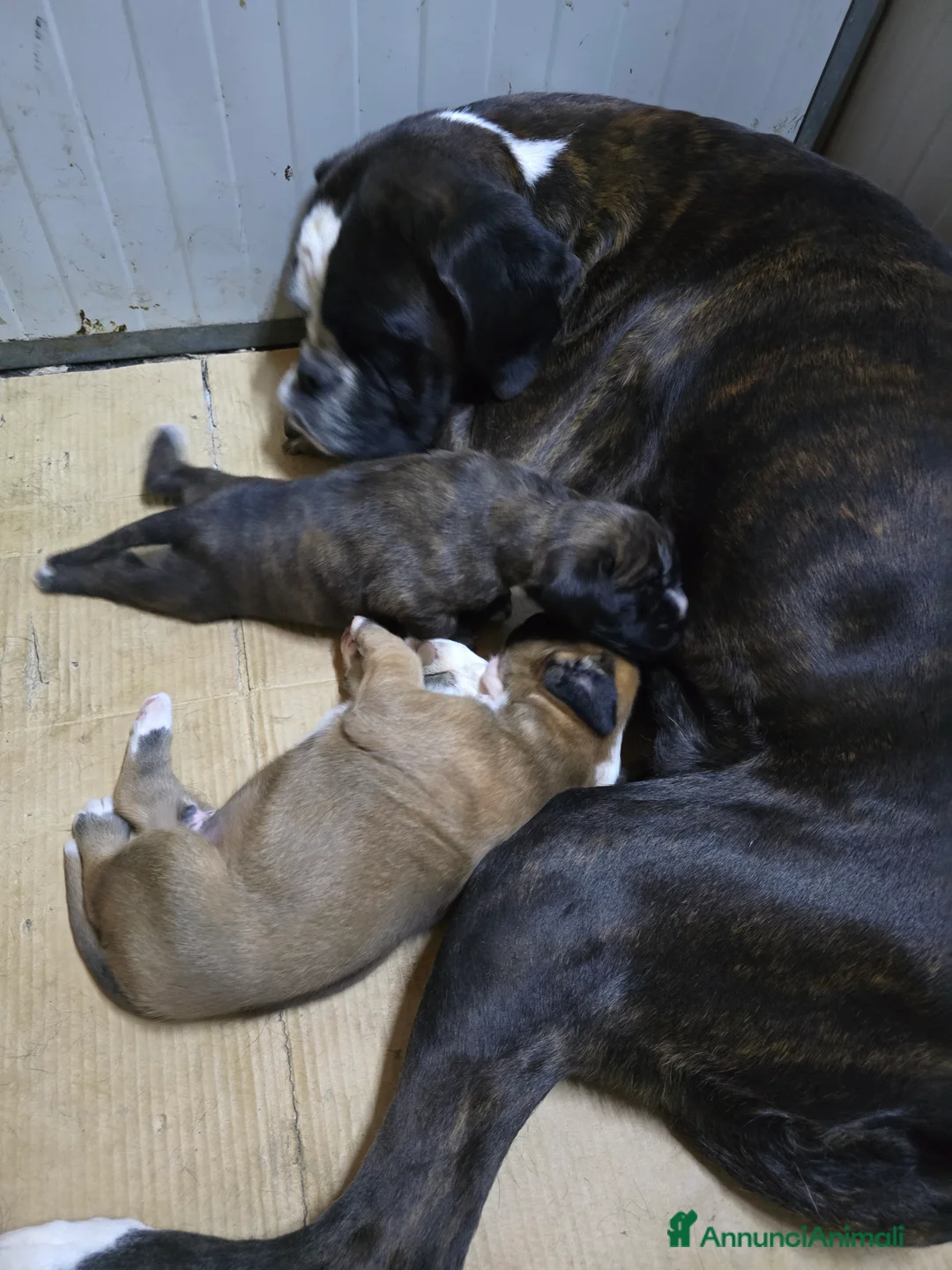 Boxer cani in vendita: Boxer cuccioli - Annuncio 5