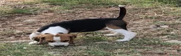 Beagle cani in vendita: Cuccioli di beagle di tre mesi - Annuncio 4