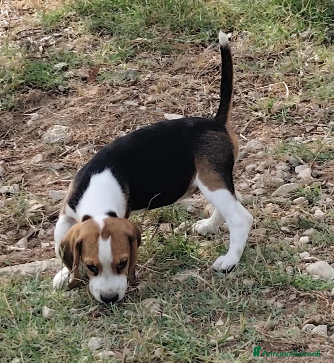 Beagle cani in vendita: Cuccioli di beagle di tre mesi - Annuncio 4
