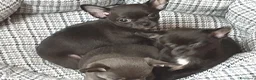 Chihuahua cani in vendita: Chihuahua maschio  a Provincia di Padova - Annuncio 2
