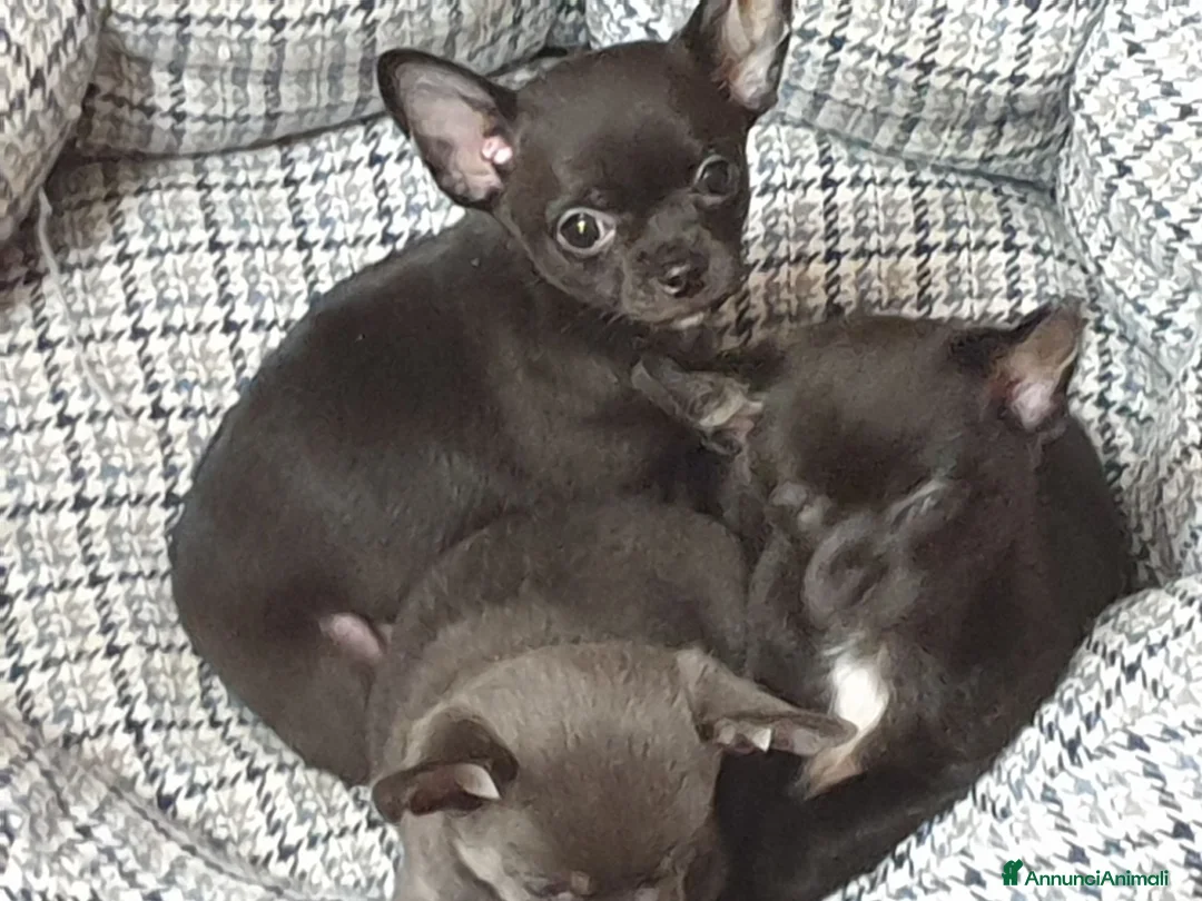 Chihuahua cani in vendita: Chihuahua maschio  a Provincia di Padova - Annuncio 2