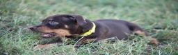 Pitbull cani in vendita: Cuccioli Pit Bull con pedigree anche a rate - Annuncio 15