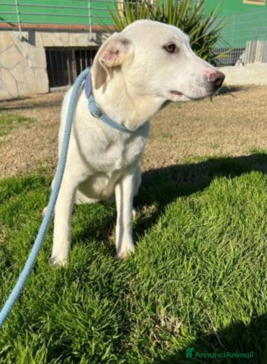 Meticcio cani Femmina simil Labrador 2/3anni cresce in box.MATER a Città metropolitana di Milano - Annuncio 30