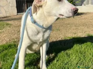 Meticcio cani Femmina simil Labrador 2/3anni cresce in box.MATER a Città metropolitana di Milano - Annuncio 30