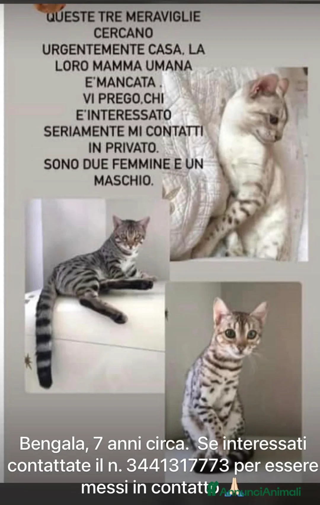 Bengala gatti in regalo: ADOZ. Del cuore : cercano urgentemente casa!!!! - Annuncio 2