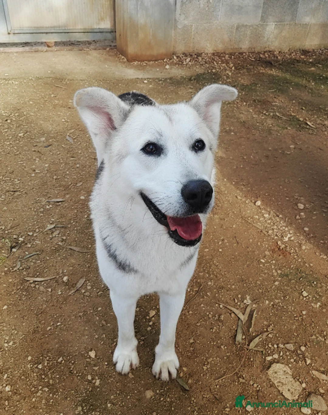Meticcio cani in regalo: Oscar bellissimo mix husky in adozione - Annuncio 7