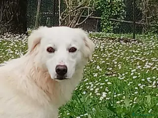 Meticcio cani LUCIA STA CERCANDO L'AMORE VERO, IN ADOZIONE - Annuncio 19