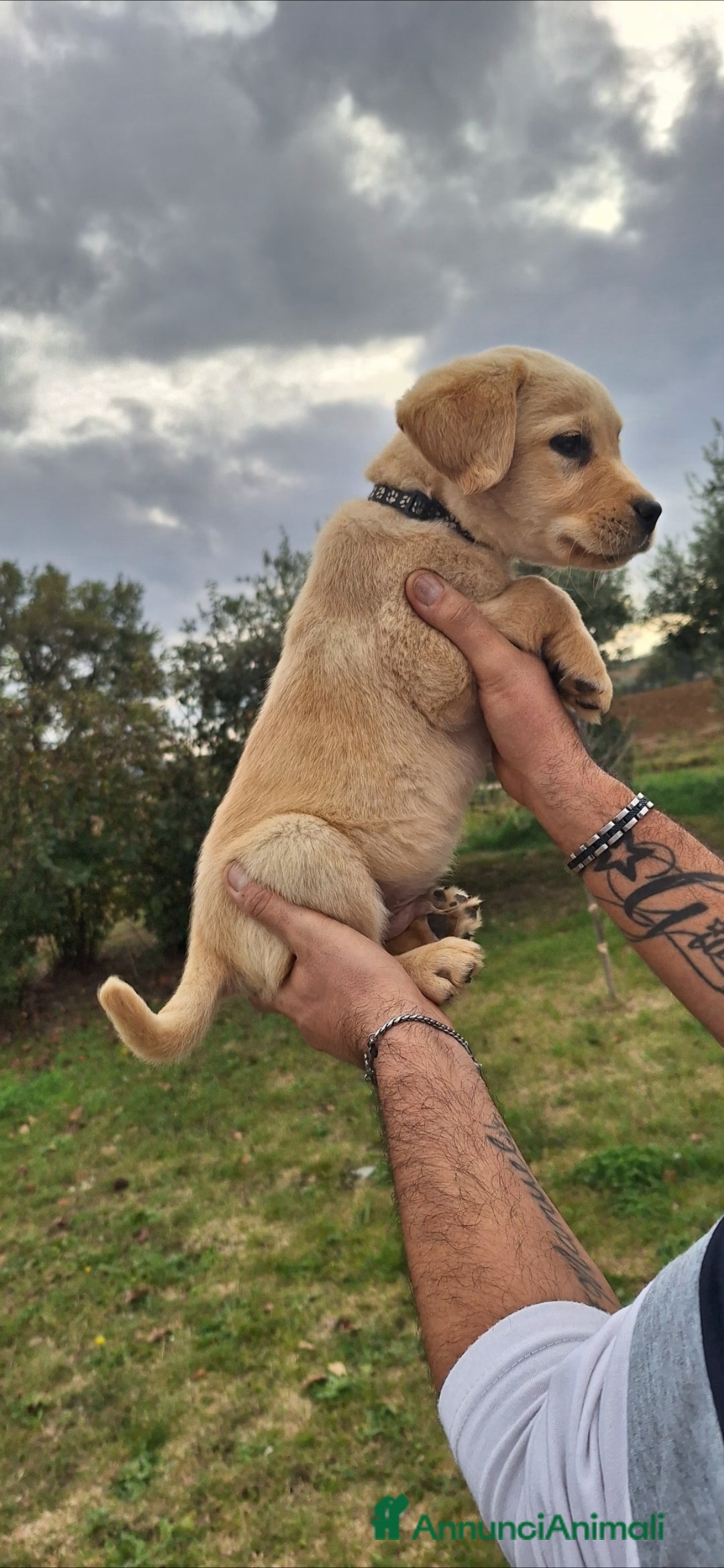 Labrador cani in vendita: Labrador cuccioli con pedigree Enci  - Annuncio 9