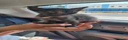 Meticcio cani in regalo: GATTINI DOLCISSIMI - Annuncio 12