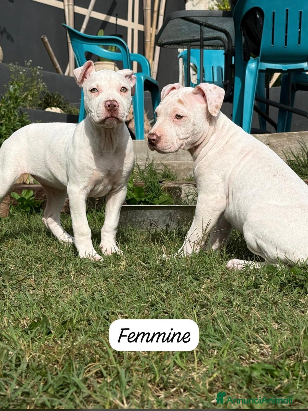 Meticcio cani in vendita: CUCCIOLI IN VENDITA . - Annuncio 3