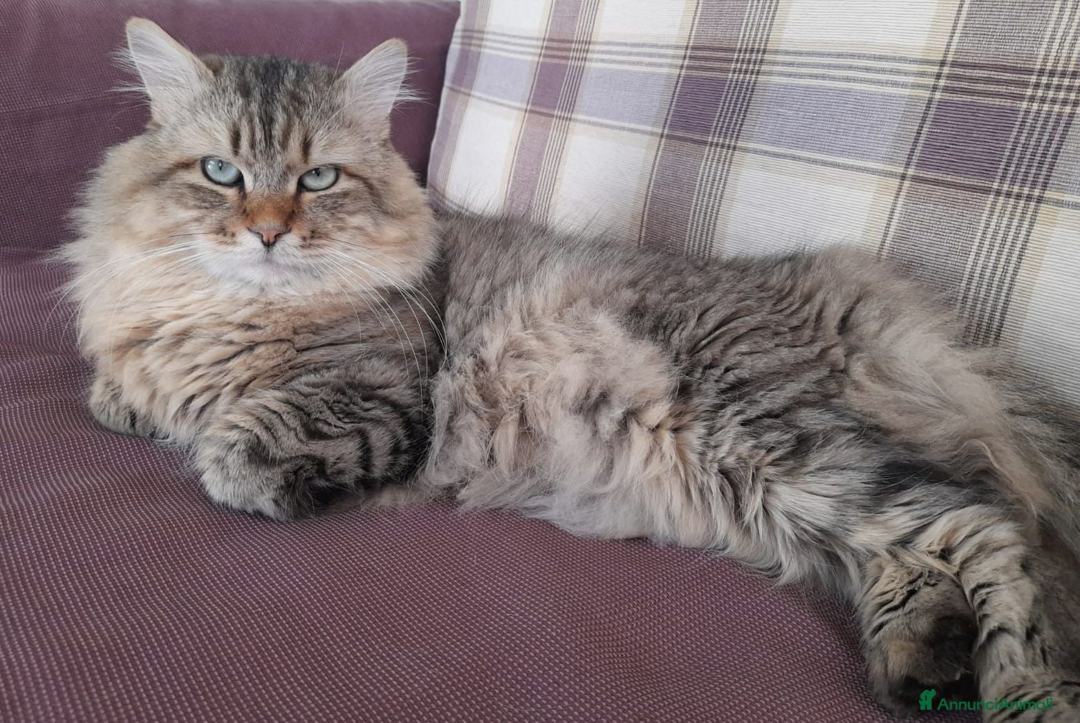 Siberiano gatti SIBERIANO DOLCISSIMO E UBBIDIENTE - Annuncio 1