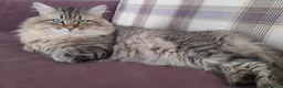Siberiano gatti per accoppiamento: SIBERIANO DOLCISSIMO E UBBIDIENTE - Annuncio 1