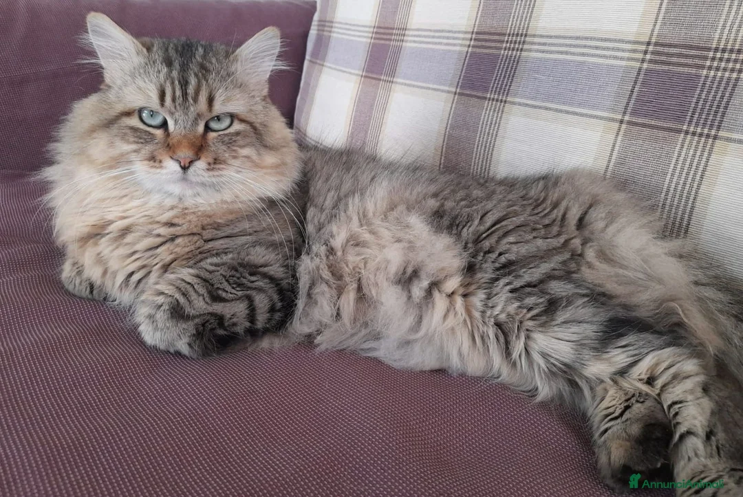 Siberiano gatti per accoppiamento: SIBERIANO DOLCISSIMO E UBBIDIENTE - Annuncio 1