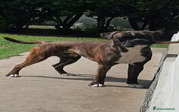 Boxer cani in vendita: boxer cuccioli a Turbigo - Immagine 12