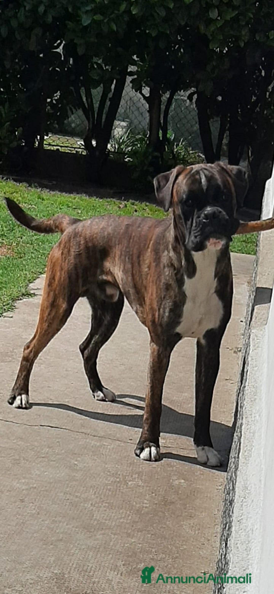 Boxer cani in vendita: boxer cuccioli a Turbigo - Immagine 12