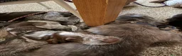 Spinone cani in vendita: Cuccioli di Spinone Italiano - Annuncio 3