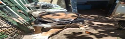 Meticcio cani in regalo: Gigio: 2 anni, socievole, equilibrato - Annuncio 7