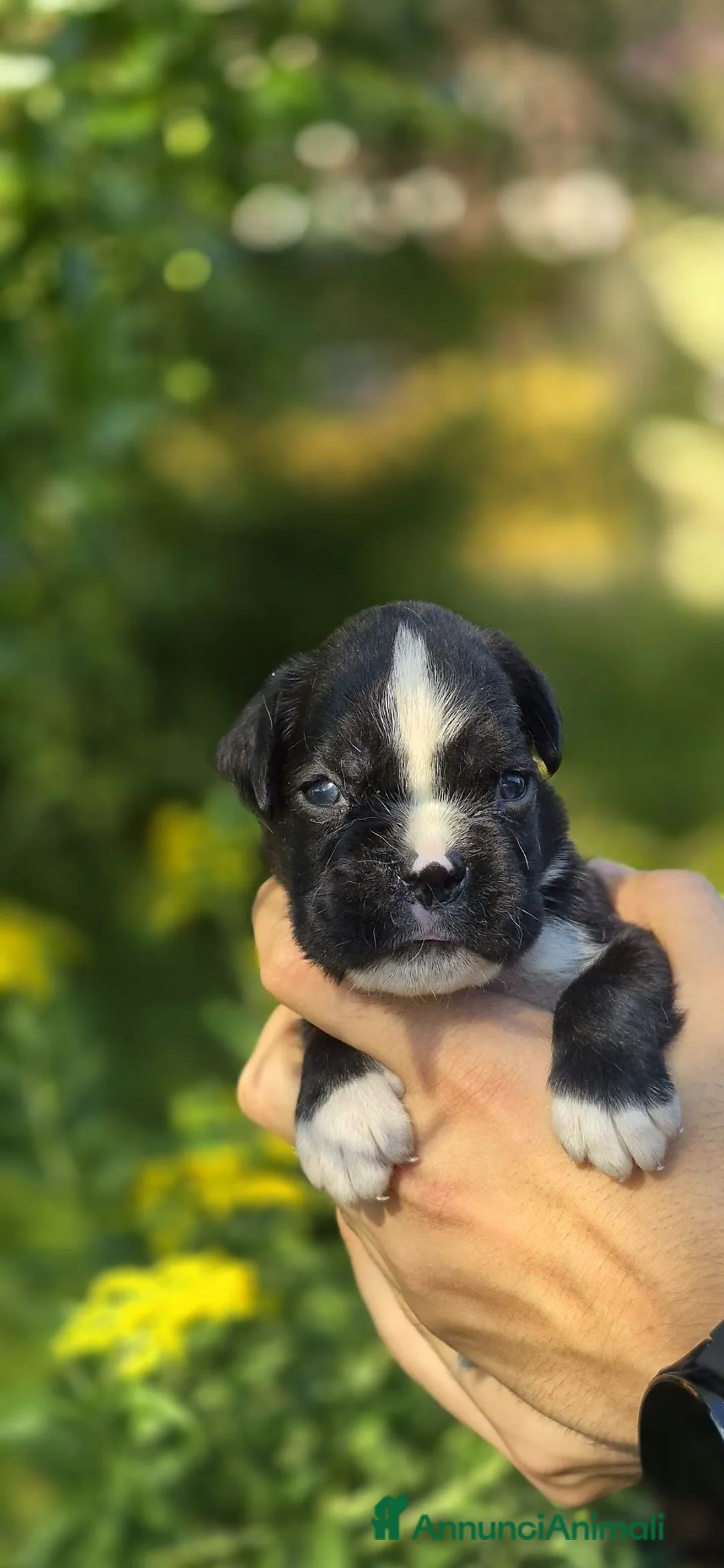 Boxer cani in vendita: Boxer cuccioli - Annuncio 2