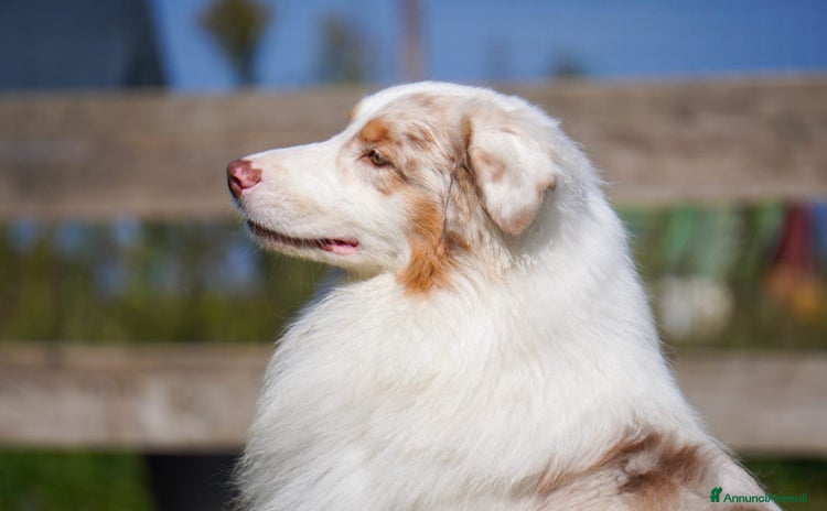 Australian Shepherd cani Australian Shepherd - Annuncio 1