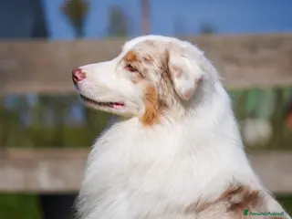 Australian Shepherd cani Australian Shepherd - Annuncio 2