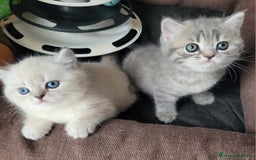 Scottish gatti in vendita: 2 femminucce scottish straight a Provincia di Trieste - Immagine 4