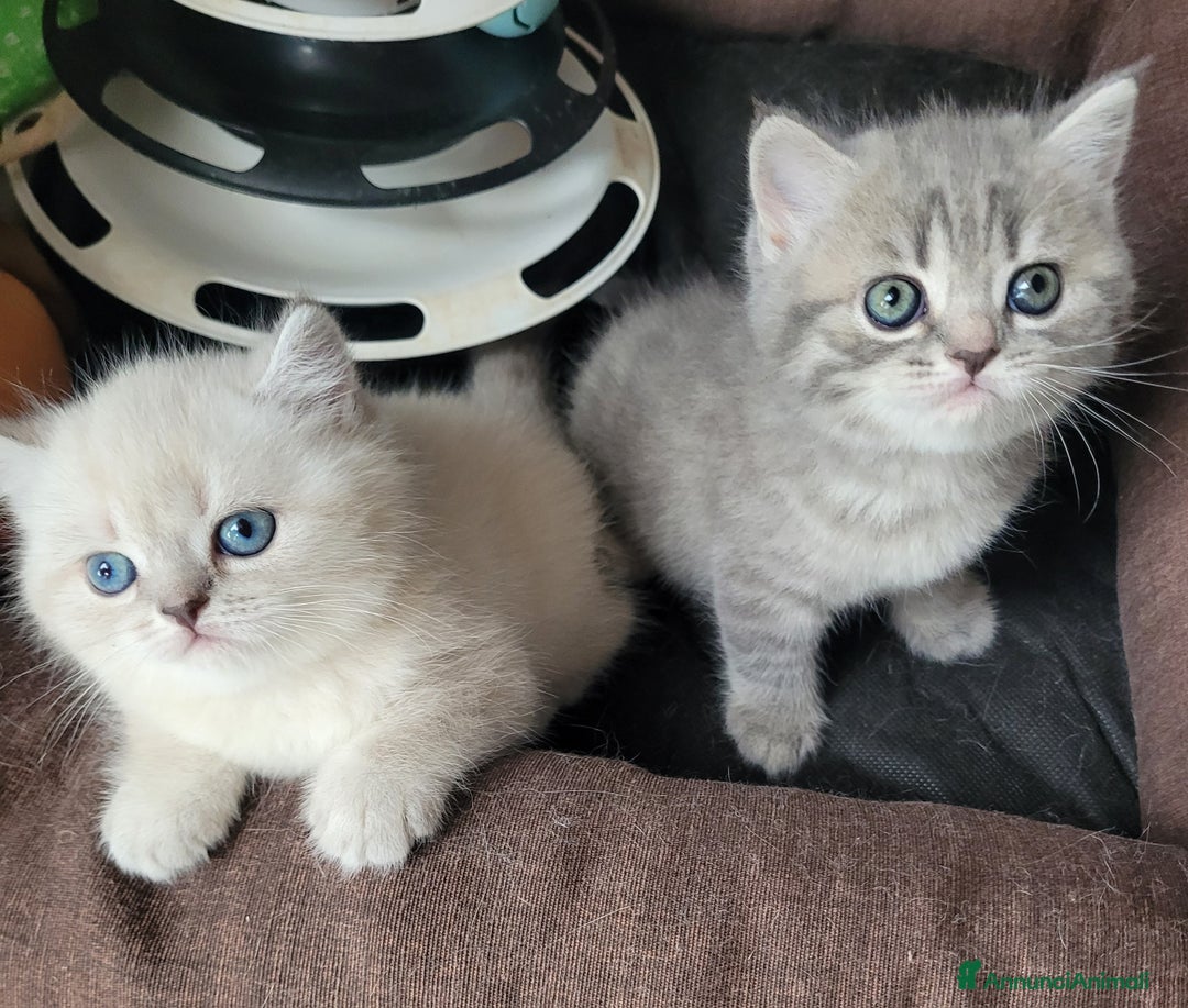 Scottish gatti in vendita: 2 femminucce scottish straight a Provincia di Trieste - Immagine 4
