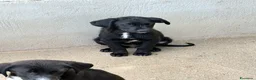 Meticcio cani in regalo: Max taglia media a Provincia di Parma - Annuncio 2
