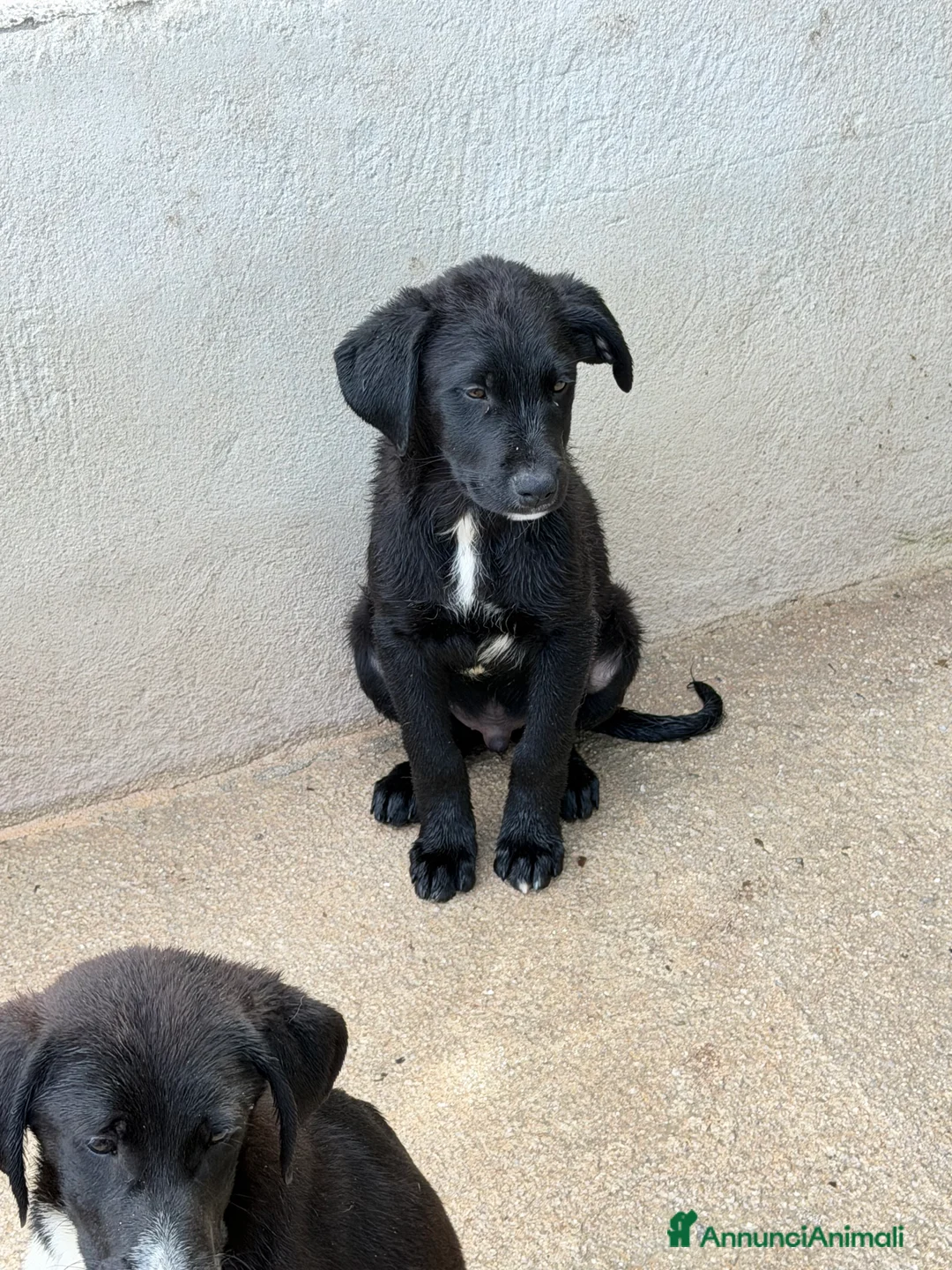 Meticcio cani in regalo: Max taglia media a Provincia di Parma - Annuncio 2
