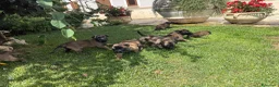 Beagle cani in vendita: Pastore belga Malinois  - Annuncio 27