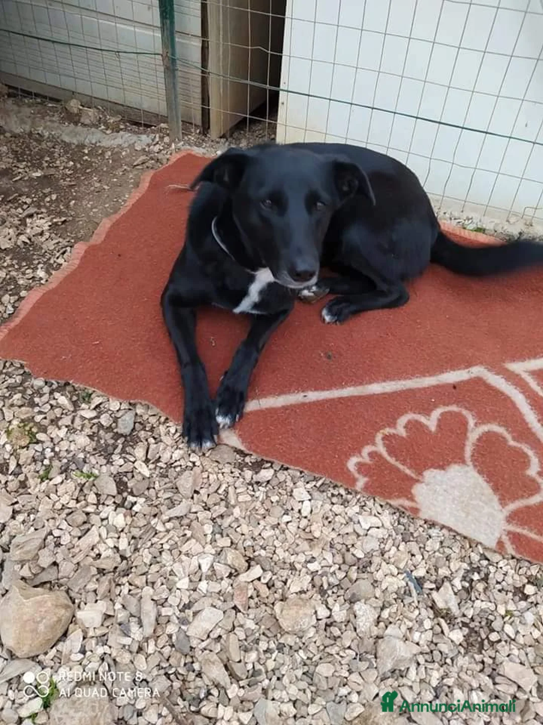 Meticcio cani in regalo: Arya e Sansa carattere meraviglioso - Annuncio 10