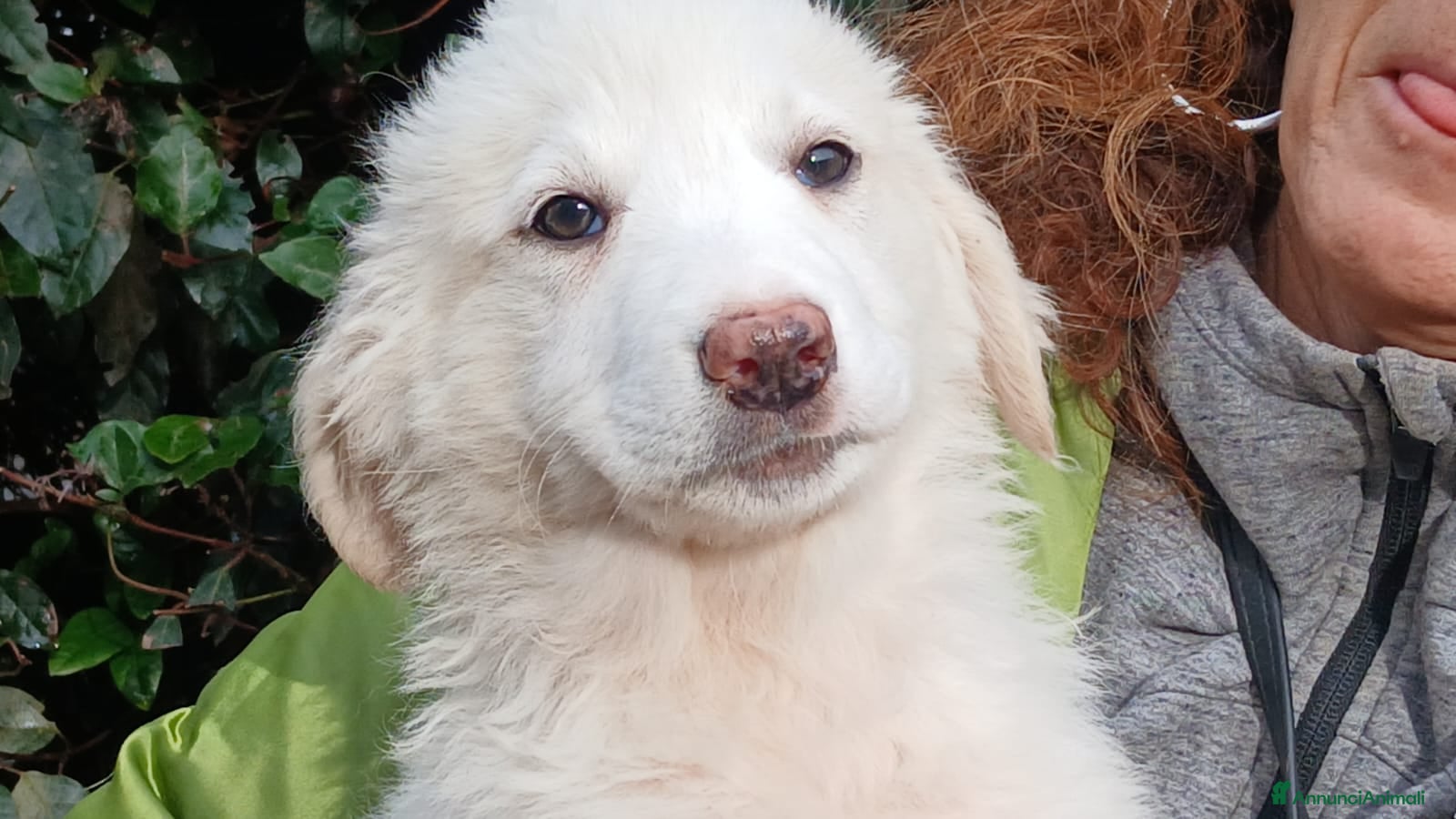 Meticcio cani GLORY HA BISOGNO DI UNA FAMIGLIA PER LA VITA - Annuncio 2