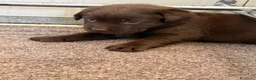 Labrador cani in vendita: Cucciole Labrador chocolate  - Annuncio 3