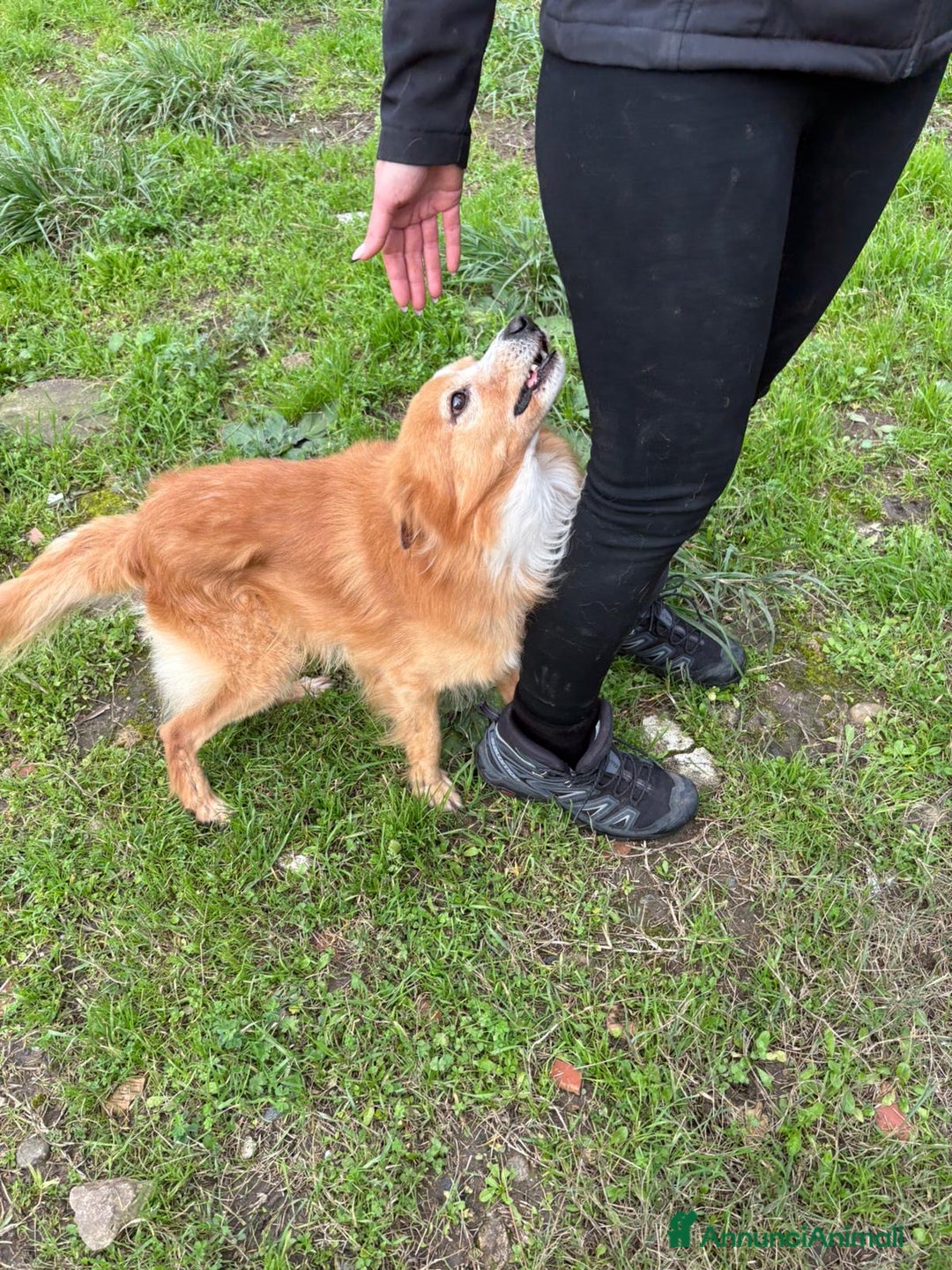 Meticcio cani in regalo: RICKY. 💙 - simil volpino taglia piccola - Annuncio 5